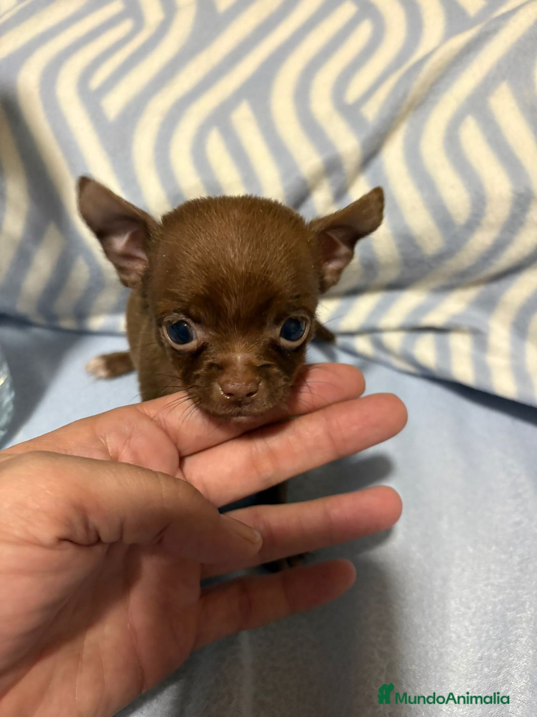 Chihuahua perros en venta: EXCLUSIVO CHIHUAHUA MICRO RUSO - Anuncio 6