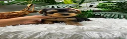 Yorkshire Terrier perros en venta: YORKSHIRE TERRIER HEMBRAS - Anuncio 18
