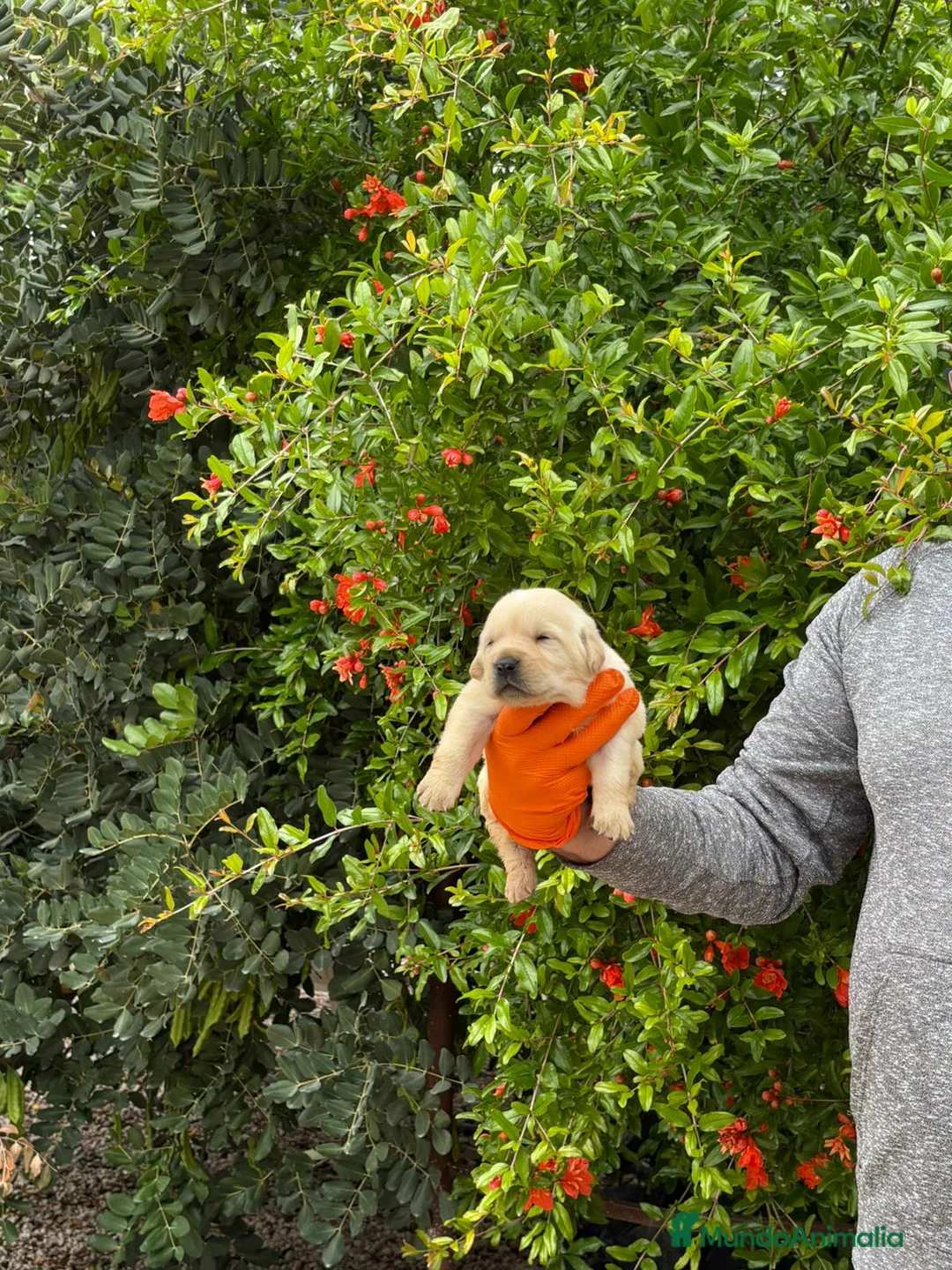 Labrador Retriever perros en venta: Labrador Retriever  - Anuncio 2
