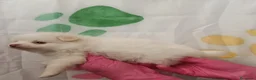 Pomerania perros en venta: Pomerania  - Anuncio 6