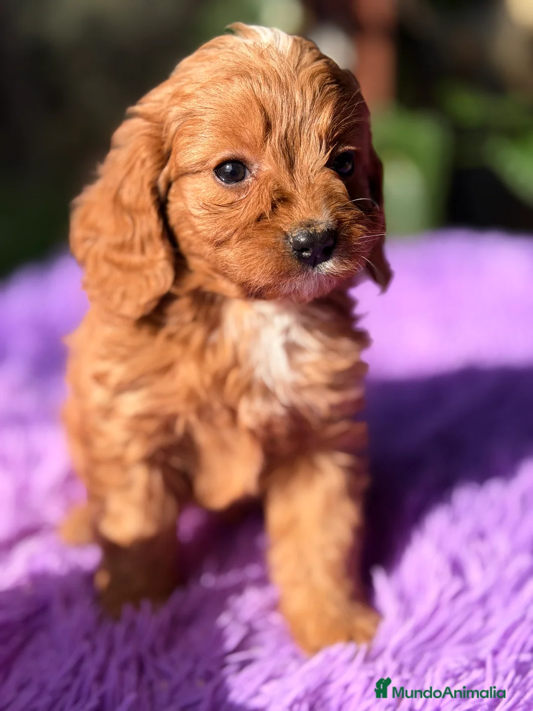 Cavapoo perros en venta: Cavapoo roja  - Anuncio 5