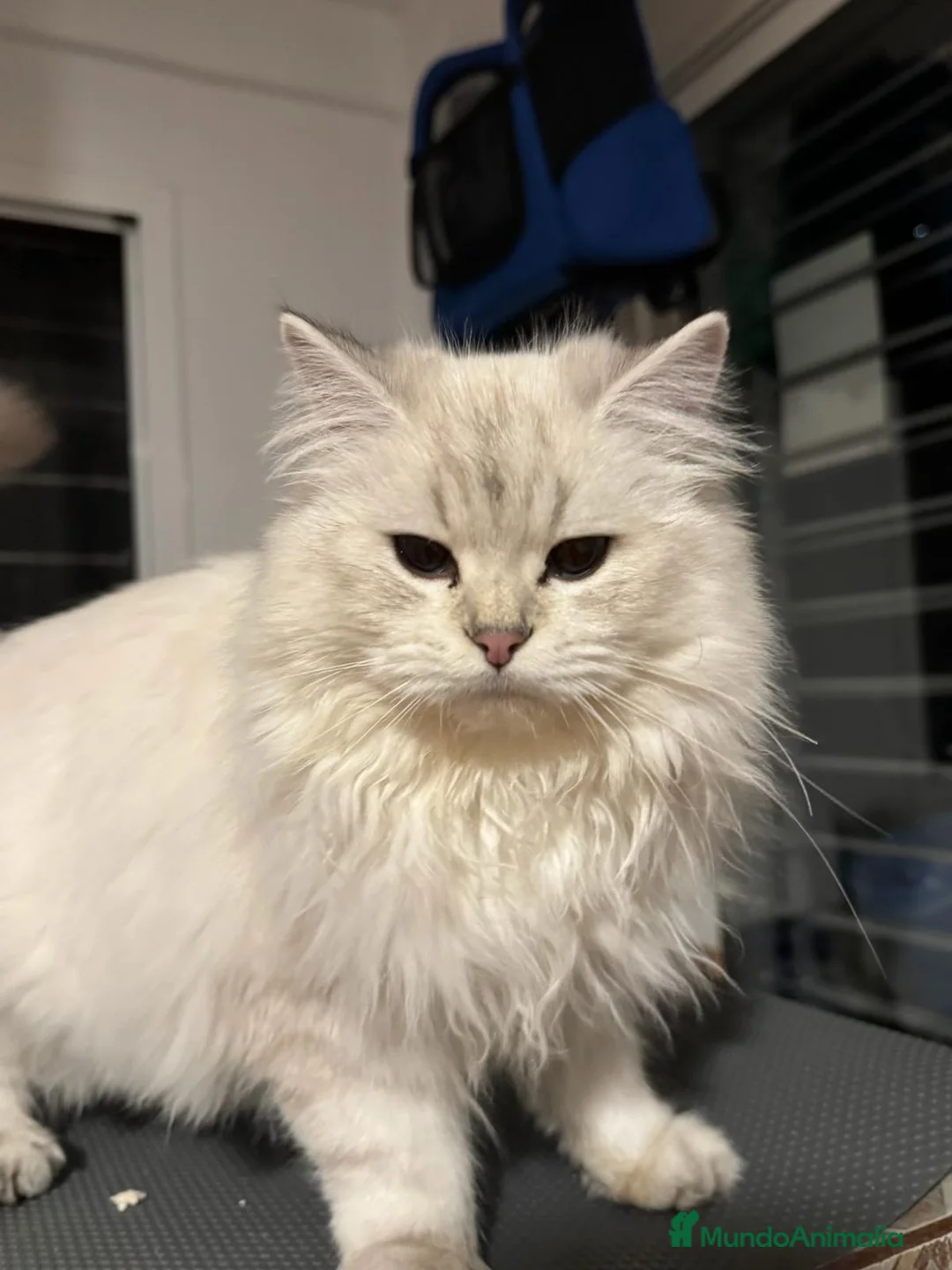 Imagen de galería {{count}}