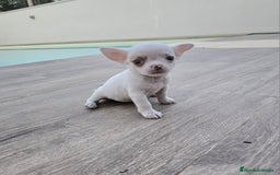 Chihuahua perros en venta: CHIHUAHUA HEMBRA - Imagen 5