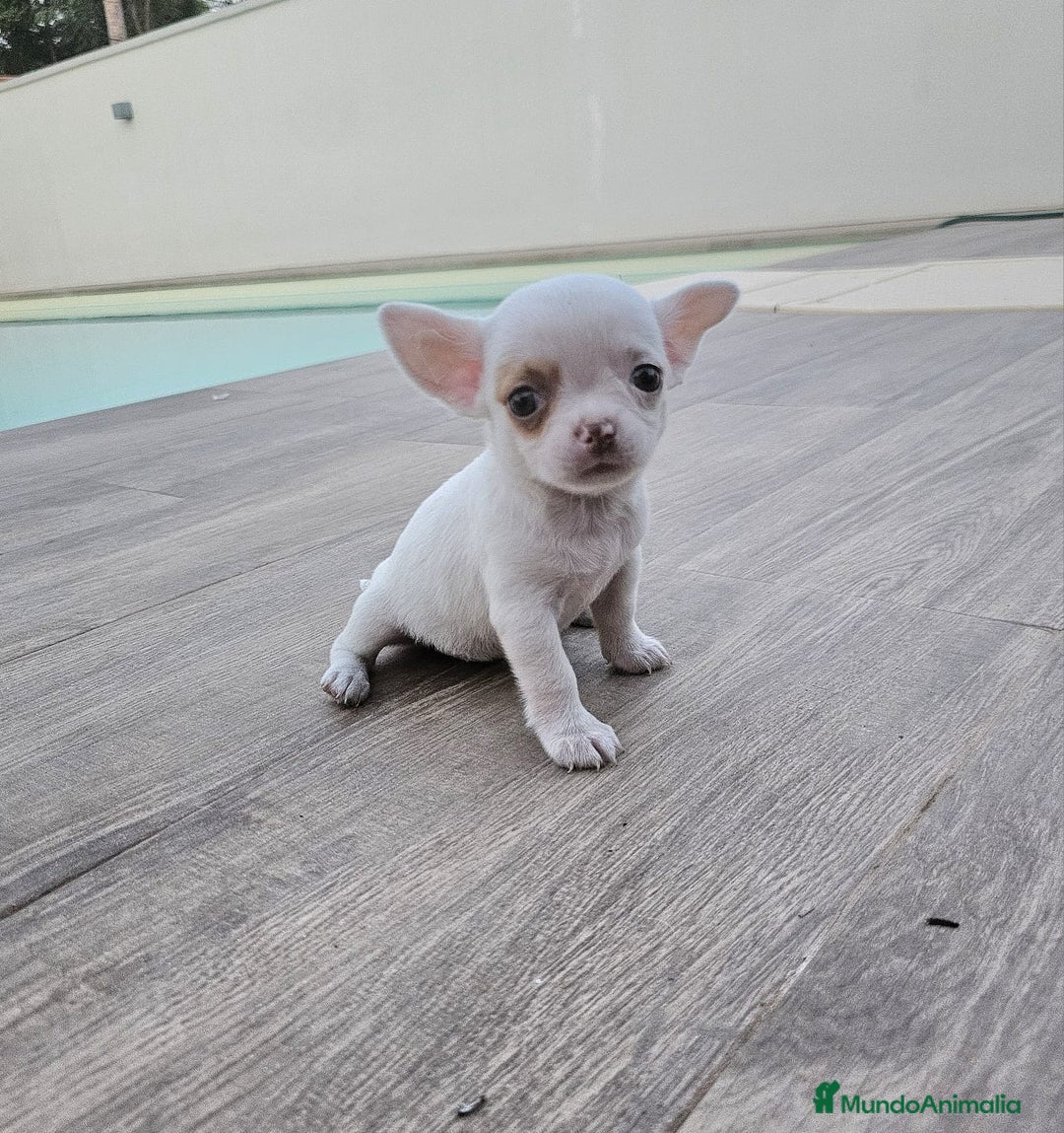 Chihuahua perros en venta: CHIHUAHUA HEMBRA - Imagen 5