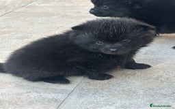 Pomerania perros en venta: LULU DE POMERANIA TOY  - Anuncio 2