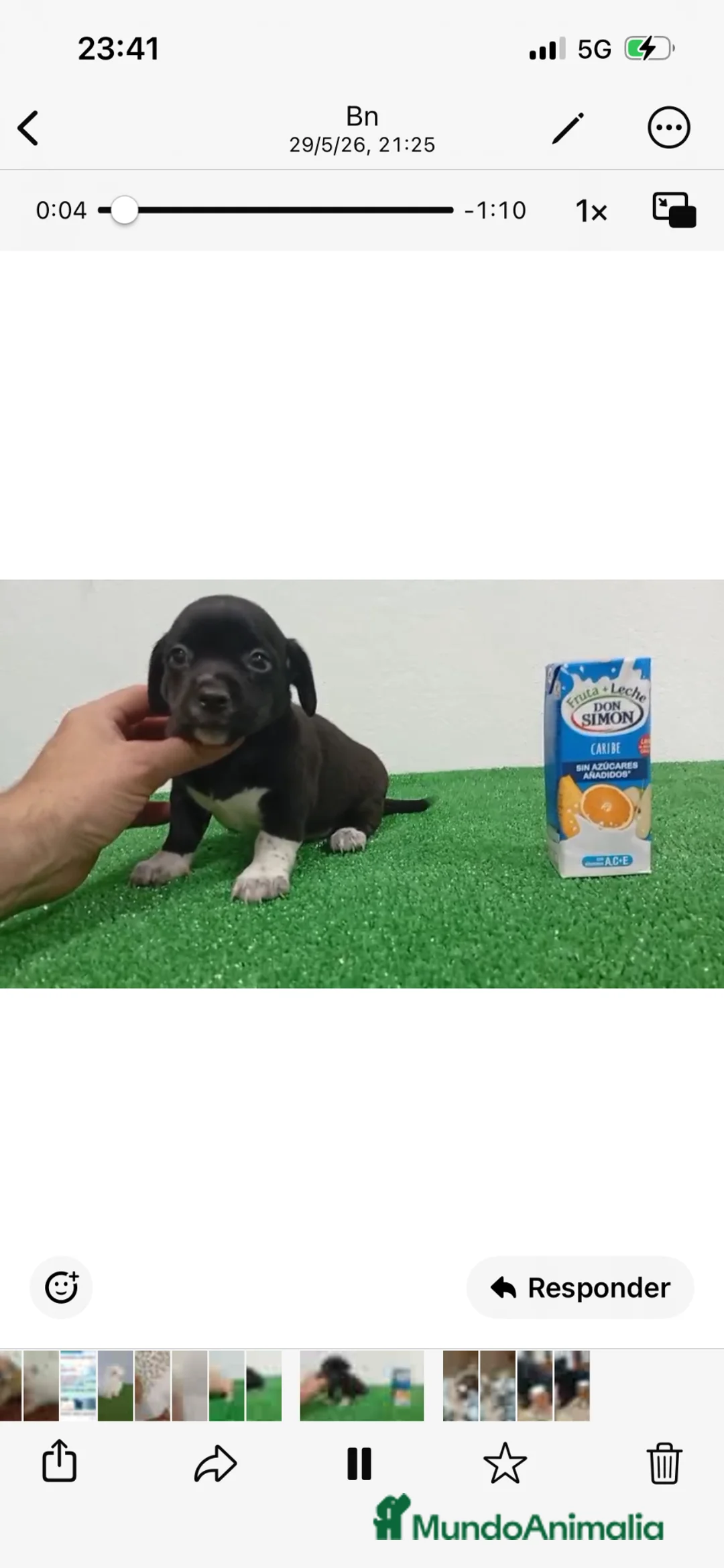 Pomchi perros en venta: Pomchis  - Anuncio 2
