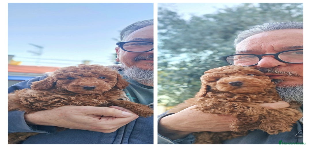 Imagen de galería {{count}}