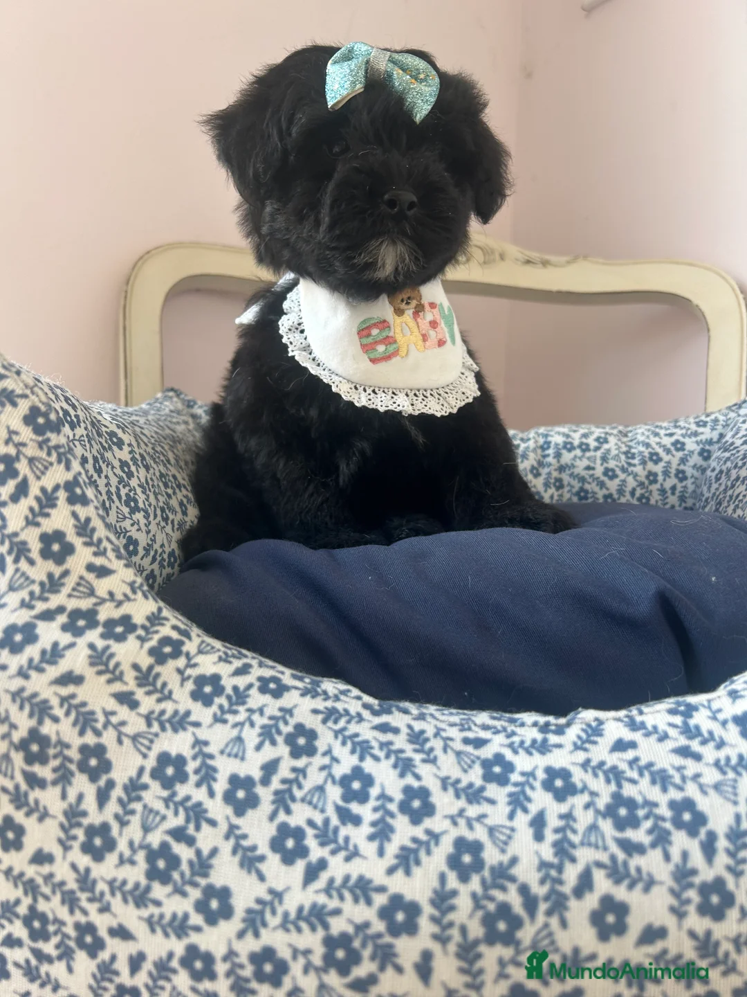 Maltipoo perros en venta: Maltipoo en Burgos - Anuncio 2