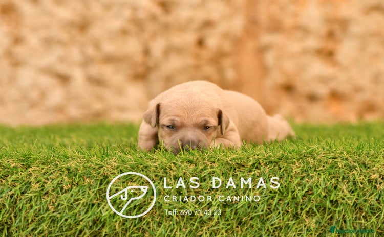 Pequeño Lebrel Italiano perros - Anuncio 11