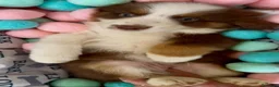 Pastor Australiano perros en venta: Cachorros Pastor australiano - Anuncio 6
