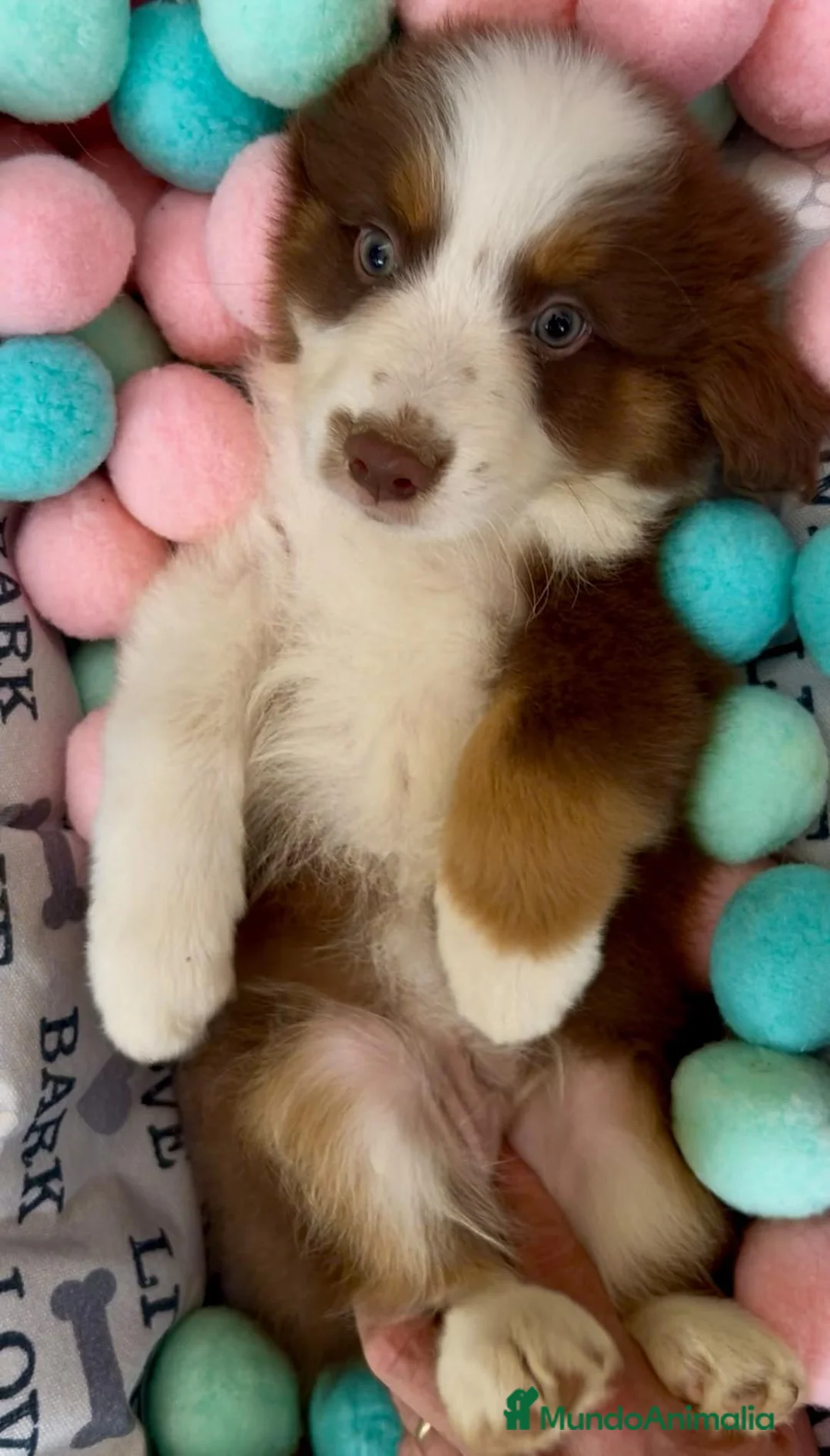 Pastor Australiano perros en venta: Cachorros Pastor australiano - Anuncio 6