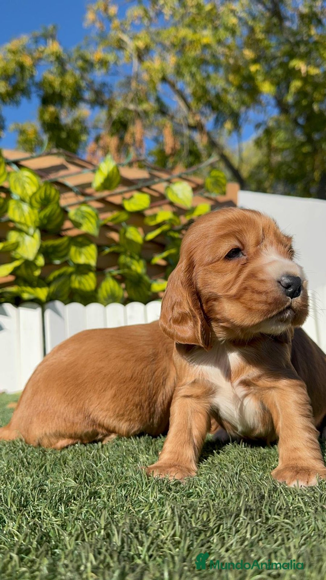 Cocker Spaniel Inglés perros en venta: COCKER SPANIEL INGLES - Anuncio 19