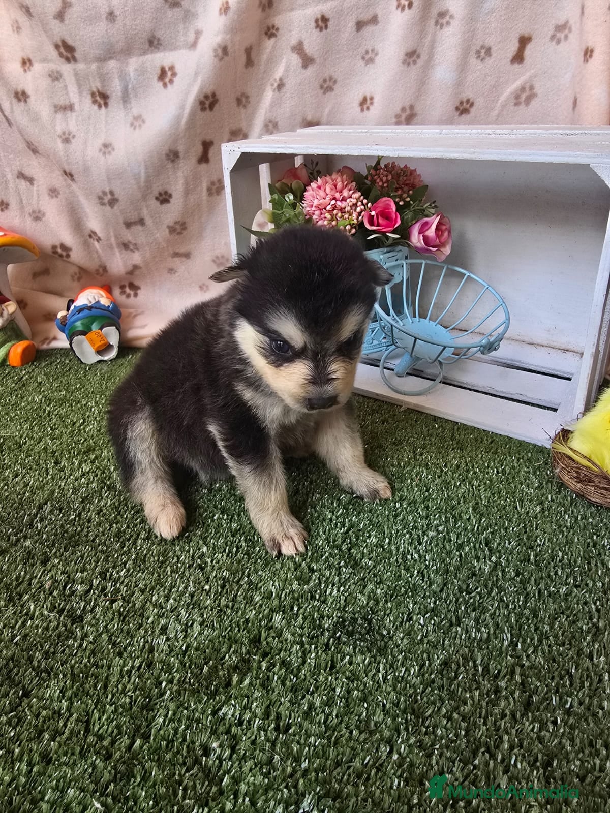 Pomsky perros POMSKY ENCANTADOR - Anuncio 5