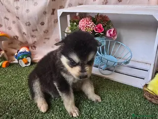 Pomsky perros POMSKY ENCANTADOR - Anuncio 5