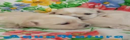 Bichón Habanero perros en venta: Camada Havapoo de Kis AQUANATURA en Barcelona - Anuncio 3