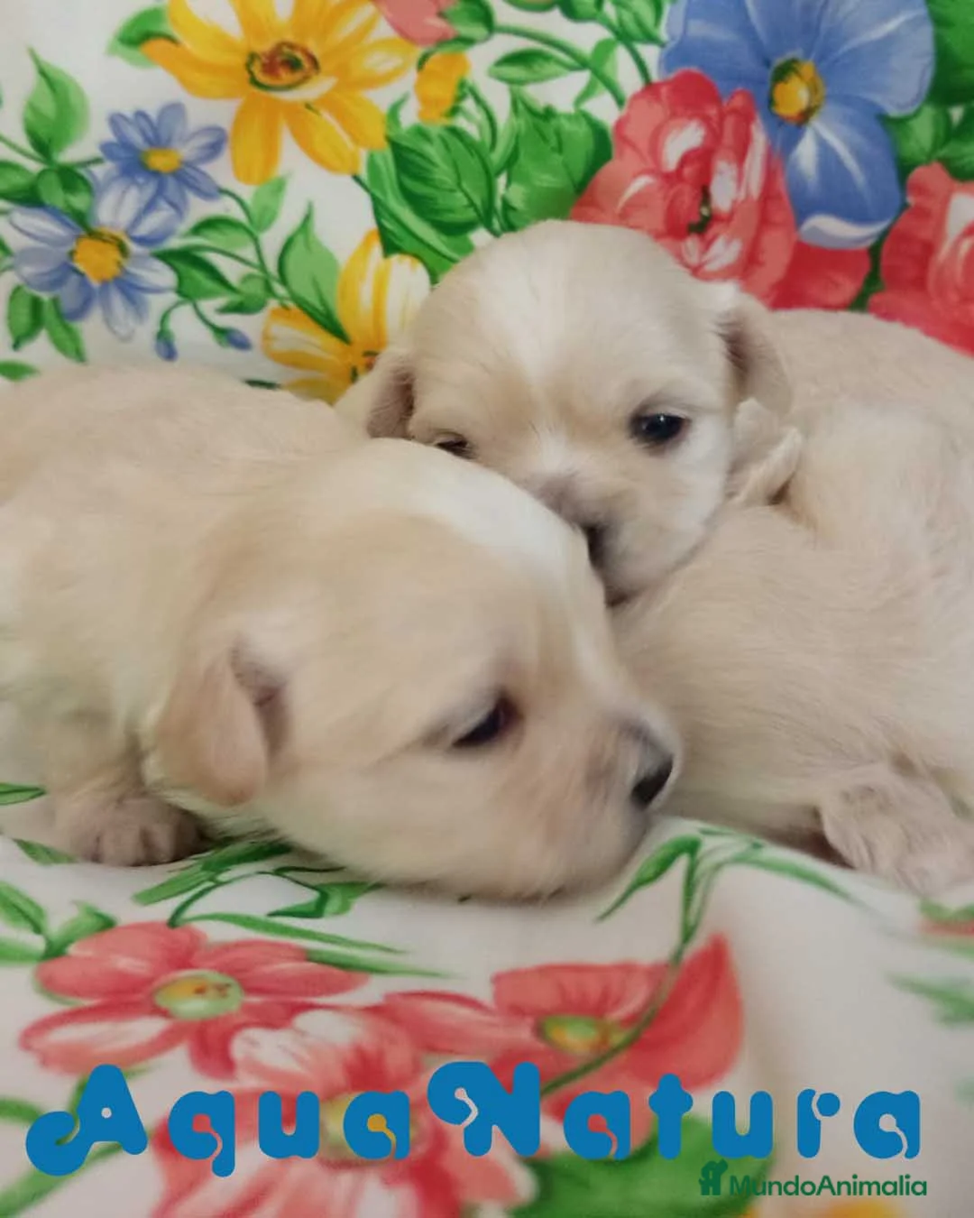 Bichón Habanero perros en venta: Camada Havapoo de Kis AQUANATURA en Barcelona - Anuncio 3