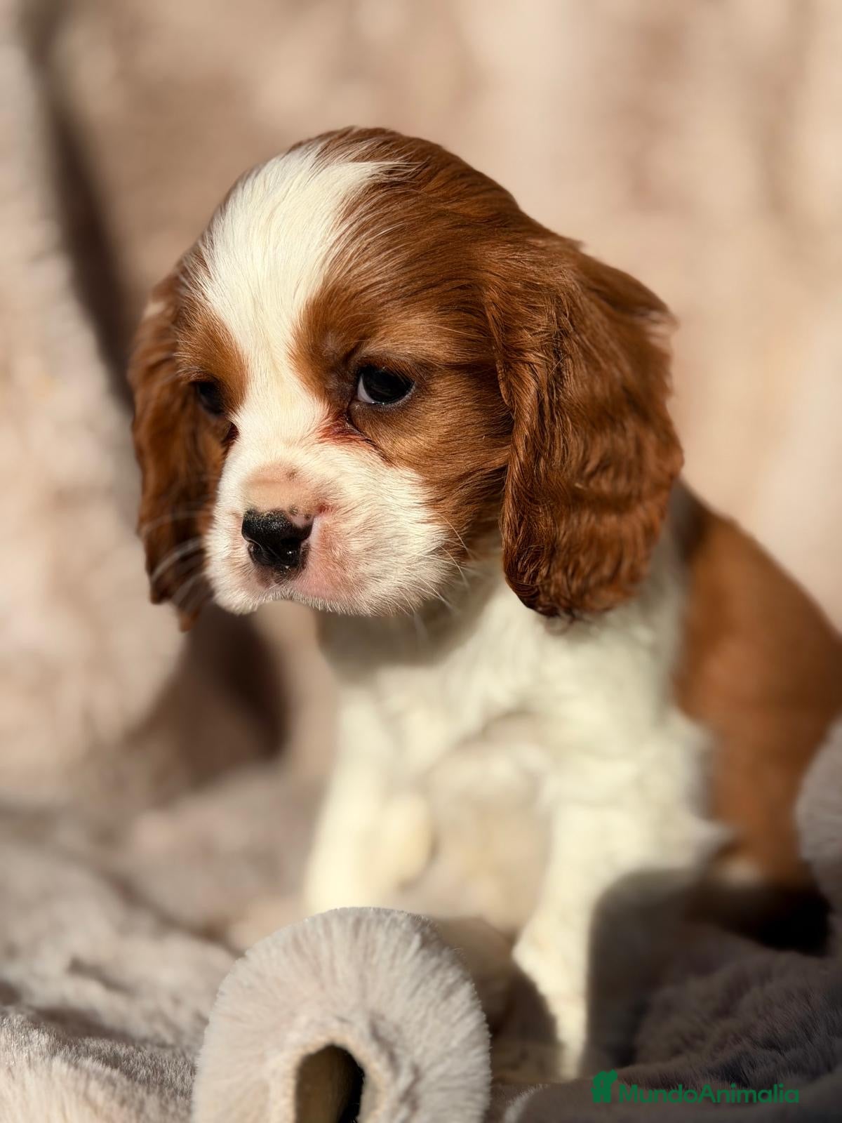 Cavalier King Charles Spaniel perros CAVALIER BLENHEIN MACHO Y HEMBRA - Anuncio 4