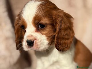 Cavalier King Charles Spaniel perros CAVALIER BLENHEIN MACHO Y HEMBRA - Anuncio 4