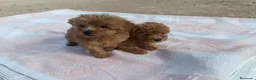 Caniche Toy perros en venta: CANICHES HEMBRITAS TOY ROJAS - Anuncio 3
