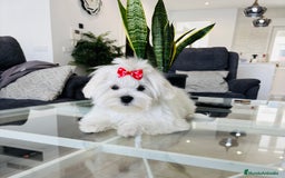 Bichón Maltés perros en venta: Excelente cachorrito de bichon maltés macho - Imagen 1
