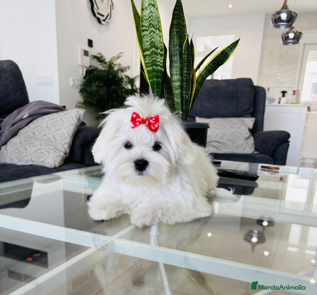Bichón Maltés perros en venta: Excelente cachorrito de bichon maltés macho - Imagen 1
