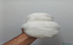 Bichón Maltés perros en venta: Bichon Maltés Americano  - Imagen 2