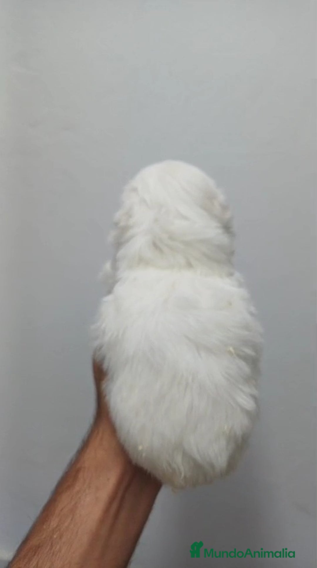 Bichón Maltés perros en venta: Bichon Maltés Americano  - Imagen 2