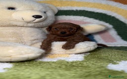 Caniche Toy perros en venta: Caniche Toy Rojo en Madrid - Imagen 3