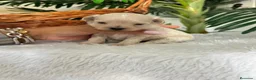 Maltipoo perros en venta: MALTIPOO DE LÍNEA COREANA – PEQUEÑOS QUE ENAMORAN - Anuncio 8