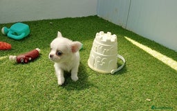Chihuahua perros en venta: Chihuahuas - Imagen 1