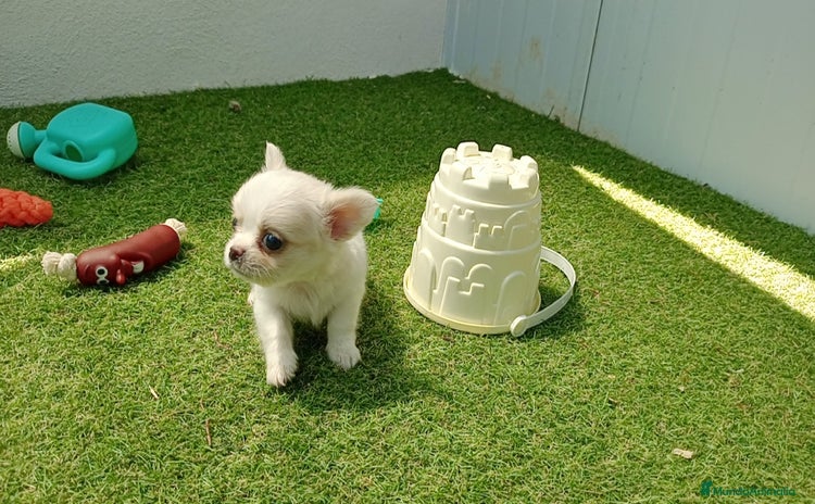 Chihuahua perros - Propaganda 3