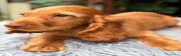 Cocker Spaniel Inglés perros en venta: Cocker inglés de gran calidad  - Anuncio 8