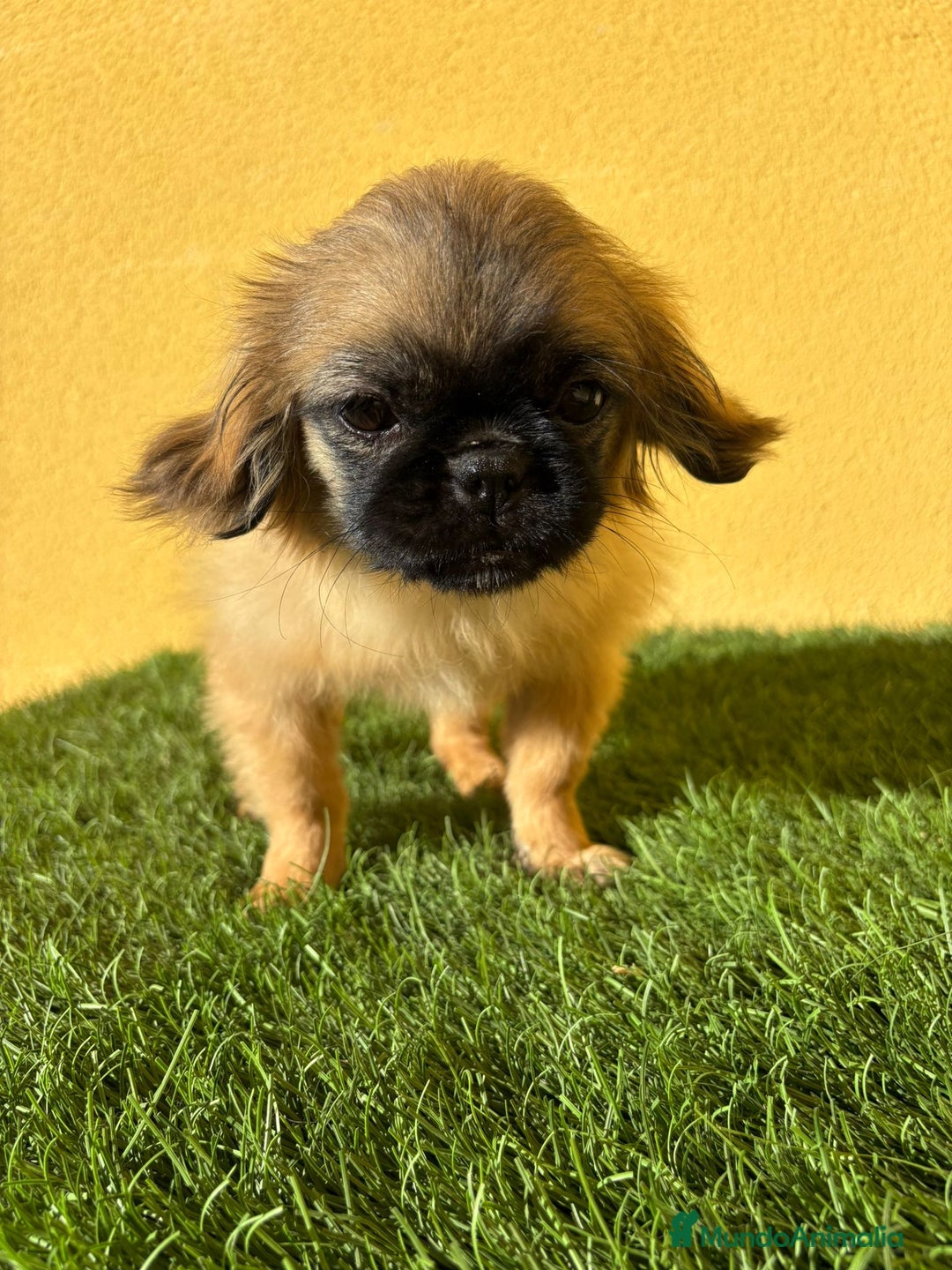 Pekinés perros en venta: Pekines Imperial hembra preciosa es muy pequeñina - Imagen 8