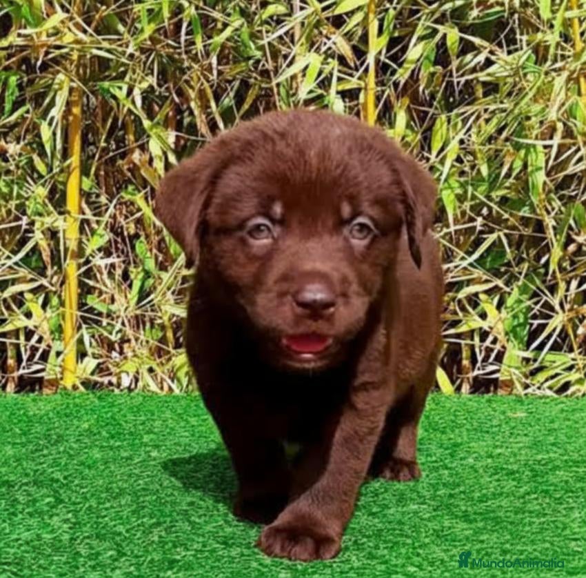 Labrador Retriever perros Labrador chocolate - Anuncio 2