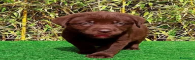 Labrador Retriever 1
