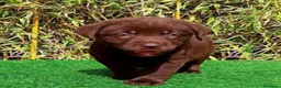 Labrador Retriever perros en venta: Labrador chocolate - Anuncio 2