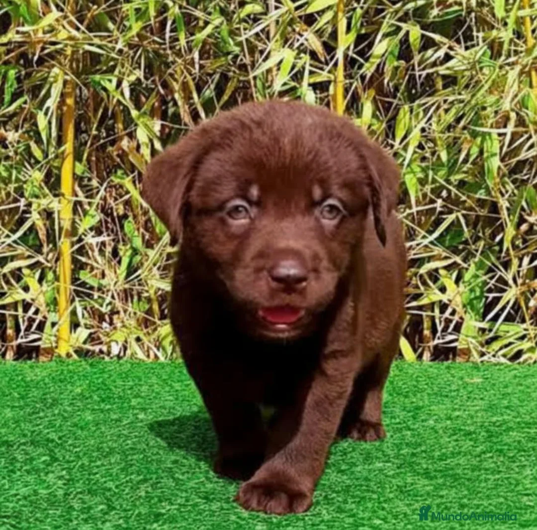 Labrador Retriever perros en venta: Labrador chocolate - Anuncio 2