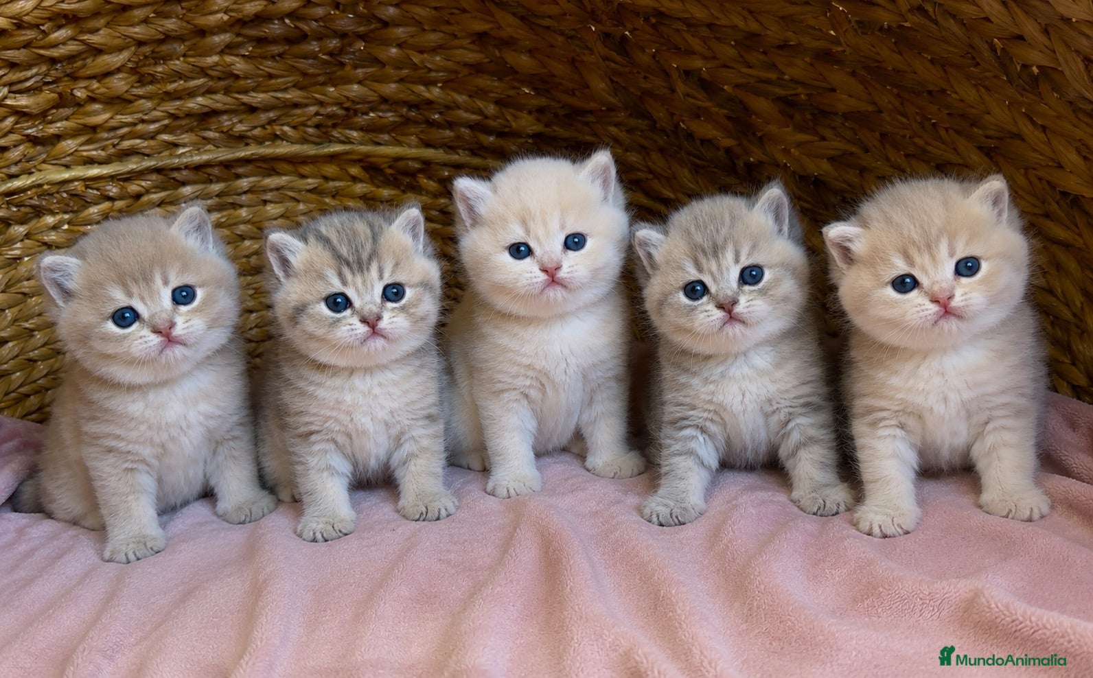 Británico de Pelo Corto gatos Camada F2 de British Shorthair Golden - Anuncio 1