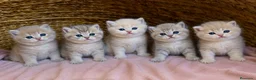 Británico de Pelo Corto gatos en venta: Camada F2 de British Shorthair Golden - Anuncio 1