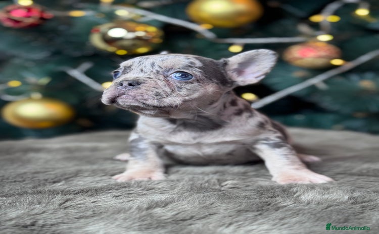 Bulldog Francés perros BULLDOG FRANCÉS / EXCLUSIVIDAD EN CADA CACHORRO  - Anuncio 1