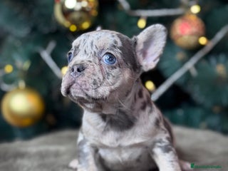 Bulldog Francés perros BULLDOG FRANCÉS / EXCLUSIVIDAD EN CADA CACHORRO - Anuncio 1