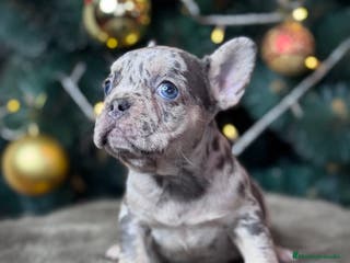 Bulldog Francés perros BULLDOG FRANCÉS / EXCLUSIVIDAD EN CADA CACHORRO - Anuncio 10