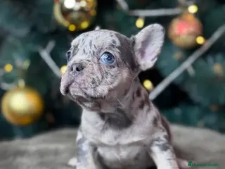 Bulldog Francés perros BULLDOG FRANCÉS / EXCLUSIVIDAD EN CADA CACHORRO - Anuncio 20