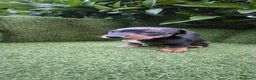 Teckel Miniatura perros en venta: preciosa camada teckel miniatura  - Anuncio 2
