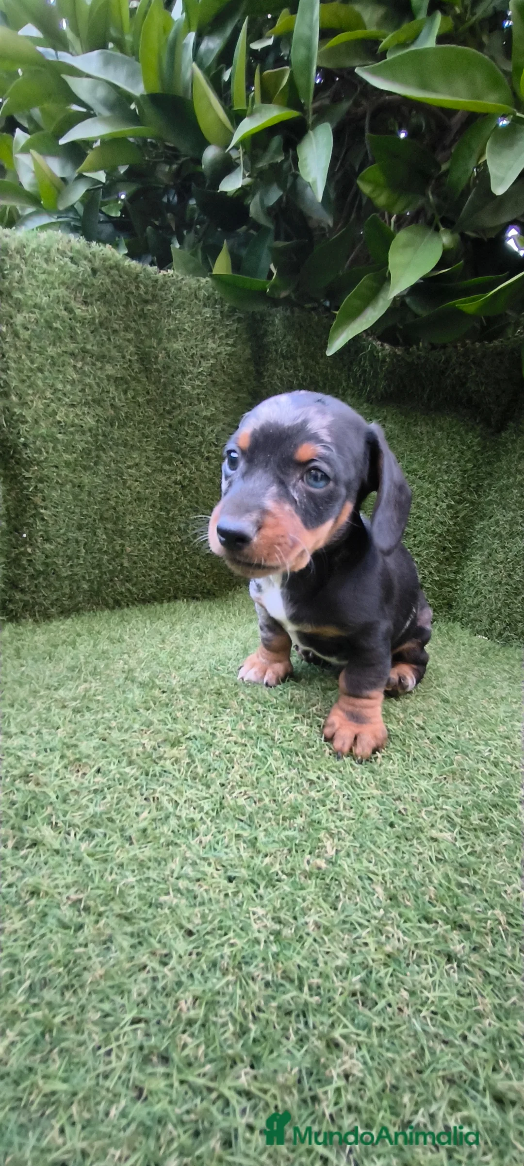 Teckel Miniatura perros en venta: preciosa camada teckel miniatura  - Anuncio 2