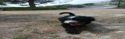 Perro de Agua Español perros en venta: 🐾 CACHORROS DE PERRO DE AGUA ESPAÑOL 🐾 - Anuncio 9