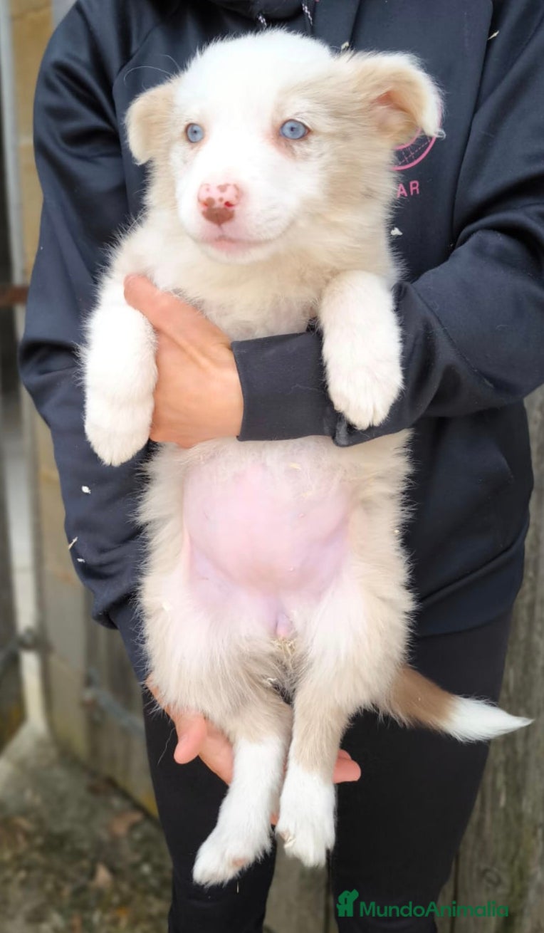 Border Collie perros Cachorros border collie varios colores! - Anuncio 5