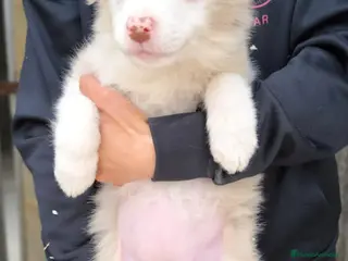 Border Collie perros Cachorros border collie varios colores! - Anuncio 5