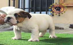 Bulldog Inglés perros en venta: Bulldog ingles de calidad  - Anuncio 2
