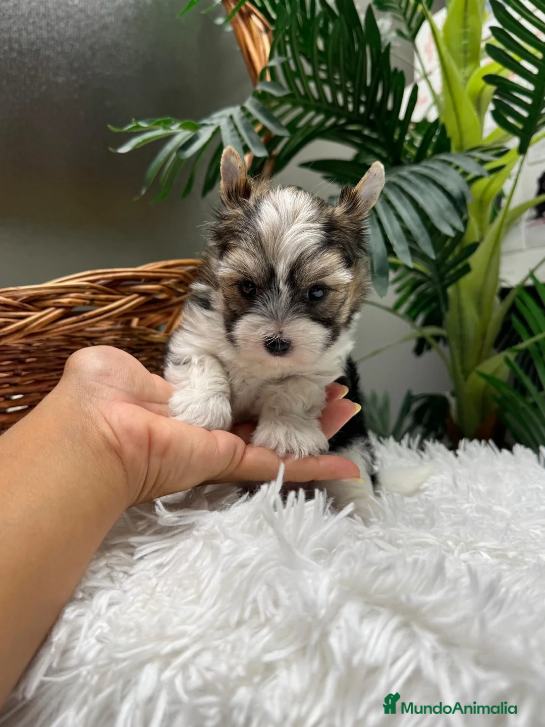 Yorkshire Terrier perros en venta: YORKSHIRE BIEWER - Anuncio 1